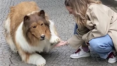 رجل ينفق 20 ألف دولار حتى يتحول إلى كلب حقيقي والسبب صادم (صور)