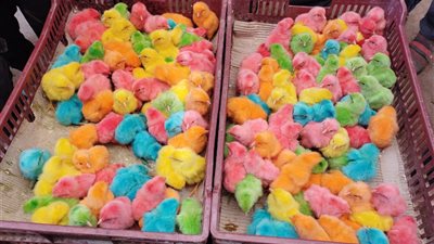 تفسير حلم الكتاكيت الملونة في المنام لابن سيرين بشرة خير للعزباء