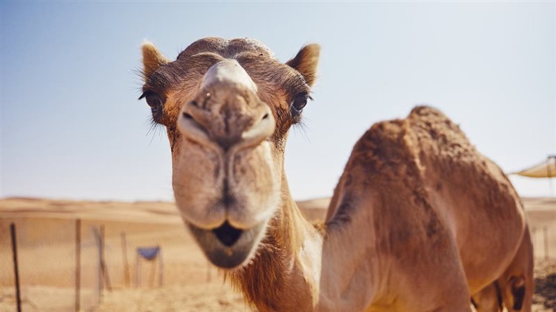 تفسير حلم الجمل الهائج