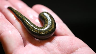 تفسير حلم خروج الدود من الجسم في المنام للعزباء والمتزوجة