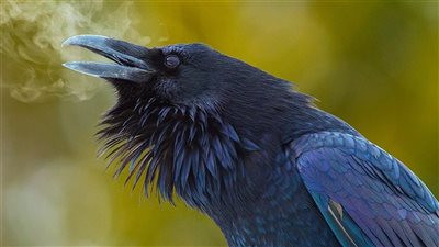 تفسير حلم ذبح الغراب في المنام للبنت العزباء والمرأة المتزوجة