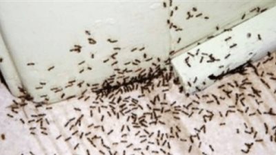 3 طرق طبيعية لطرد الصراصير والنمل من المنزل دون مواد كيميائية