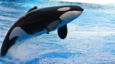 تفسير حلم صيد الحوت في المنام يدل على مشاكل عائلية