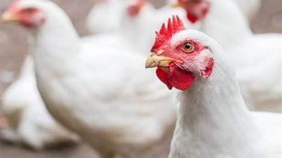 انخفاض كبير في أسعار الدواجن بالأسواق اليوم الثلاثاء