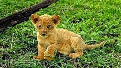 تفسير حلم الشبل للحامل والعزباء والمتزوجة