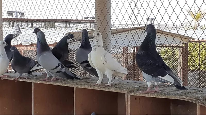 تفسير حلم ذبح الحمام