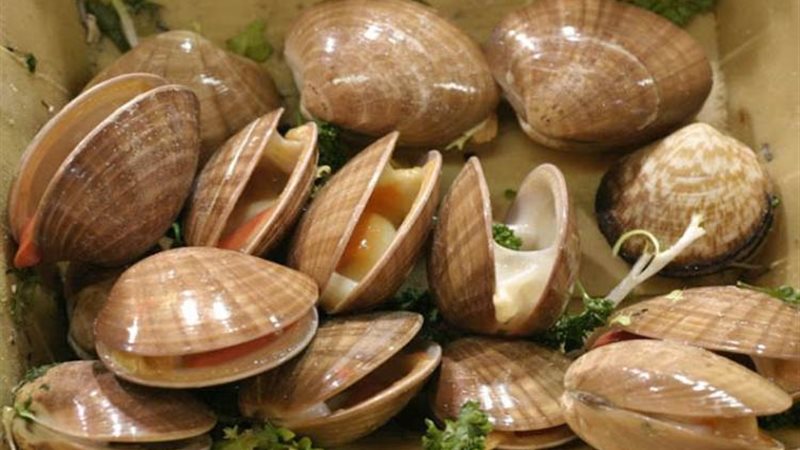 تفسير حلم المحار