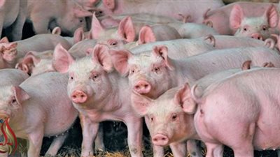 تفشي حمى الخنازيرالإفريقية من جديد وإيطاليا تعدم 34 ألف حيوان