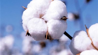 تفسير حلم القطن في المنام يحمل الخير للحامل والعزباء والمتزوجة