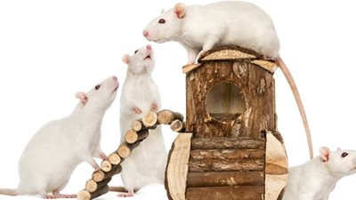 تفسير رؤية الفأر الأبيض في المنام 