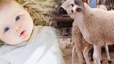 هل يجوز توزيع العقيقة على الفقراء؟.. دار الإفتاء تجيب