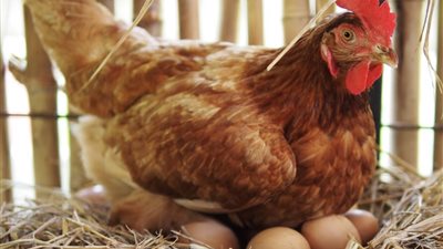 أسعار الفراخ والبيض في بورصة الدواجن اليوم السبت 28-10-2023