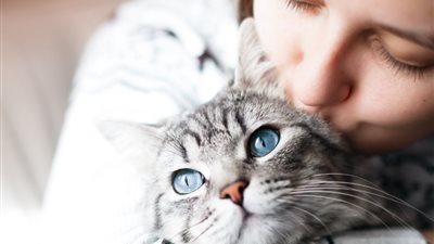 تفسير رؤية القطة في المنام 