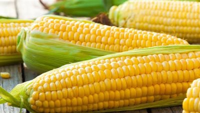 الذرة الصفراء ومرضى السكر.. «6 فوائد مدهشة»