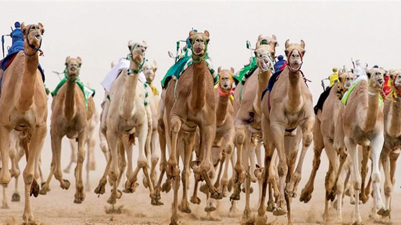 إقامة مهرجان خادم
