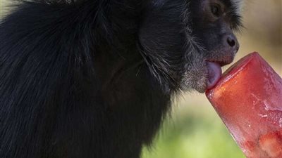 حصاد 2023 | غرائب وطرائف حول العالم من عالم الحيوان  