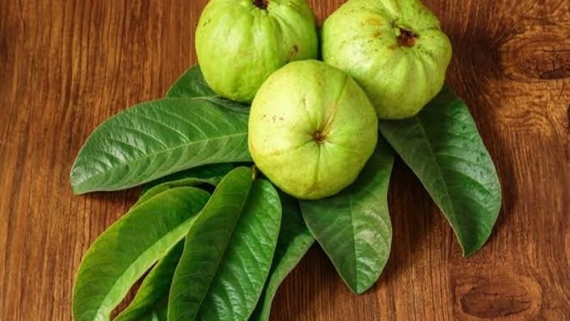 ورق جوافة