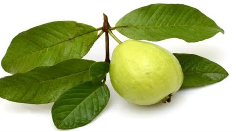 ورق جوافة