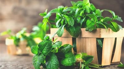 فوائد النعناع للمرأة الحامل ستذهلك 