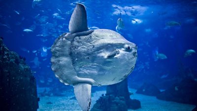 8 معلومات عن سمكة الشمس مولا مولا العملاقة بعد ظهورها بالبحر الأحمر (صور)