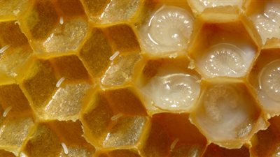 7 فوائد خارقة لتناول غذاء ملكات النحل (إنفوجراف)