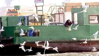 طيور النورس | لآلئ تزين شواطئ بورسعيد ويعشقها الأهالي