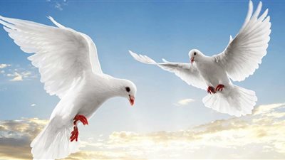  تفسير رؤية الحمام في المنام للعزباء والحامل والمتزوجة