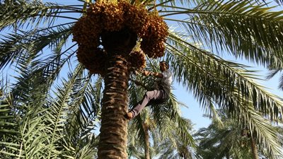  تفسير رؤية النخل في المنام للعزباء والمتزوجة