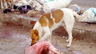 اعترافات المتهمة بقتل زوجها في مدينة بدر: «قطعت الجثة ورميتها للكلاب»