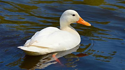 تفسير رؤية البط فى المنام للعزباء والمتزوجة