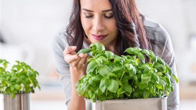 تفسير رؤية الريحان في المنام للعزباء والمتزوجة