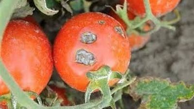 3 علامات احذري وجودها في الطماطم أثناء الشراء