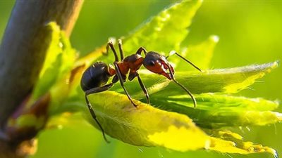 تفسير رؤية النمل في المنام للعزباء والمتزوجة