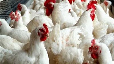 أسعار الدواجن اليوم الجمعة 16-2-2024