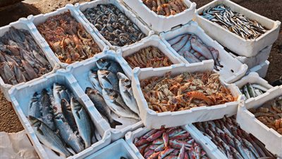 أسعار الأسماك اليوم الجمعة 16-2-2024