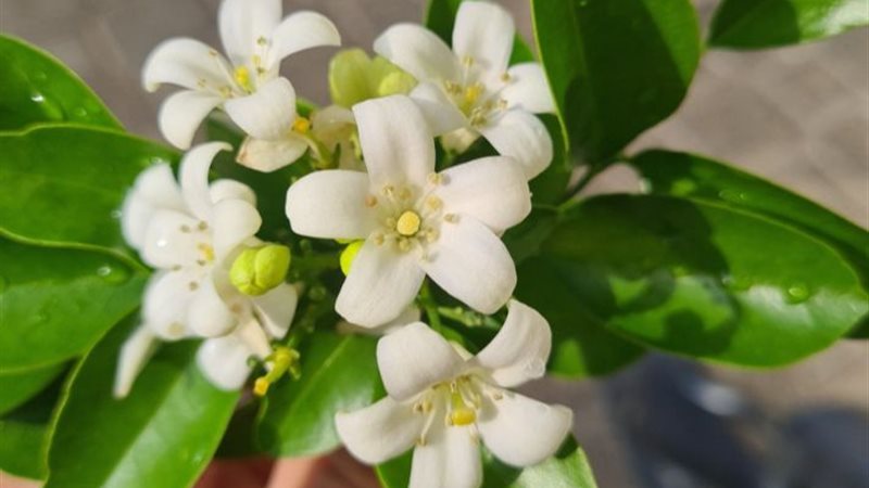 تفسير رؤية الفل في