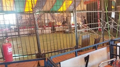 أول قرار من التعليم بعد حادث انهيار مدرج سيرك على طلاب بالوادي الجديد