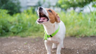 تفسير حلم سماع  نباح الكلاب في المنام للعزباء والمتزوجة