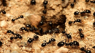 تفسير حلم رؤية النمل الأسود في المنام للعزباء والمتزوجة 