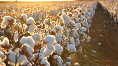 تفسير رؤية القطن في المنام للعزباء والمتزوجة