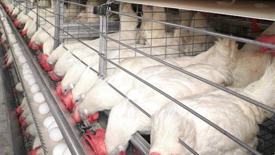 انخفاض أسعار الفراخ والبيض اليوم السبت 24-2-2024 