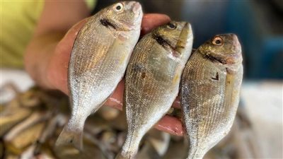 أسعار الأسماك اليوم الجمعة 1-3-2024