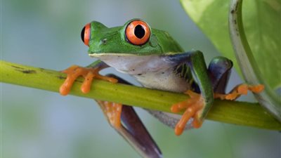 تفسير رؤية الضفدع في المنام للعزباء والمتزوجة والحامل