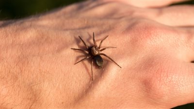 تفسير حلم قتل العنكبوت في المنام للعزباء والمتزوجة