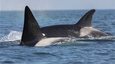 تفسير حلم الحوت في المنام «بشرى بتفريج الهموم»