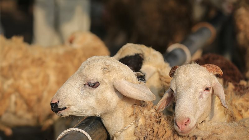 تفسير حلم ذبح الأضحية
