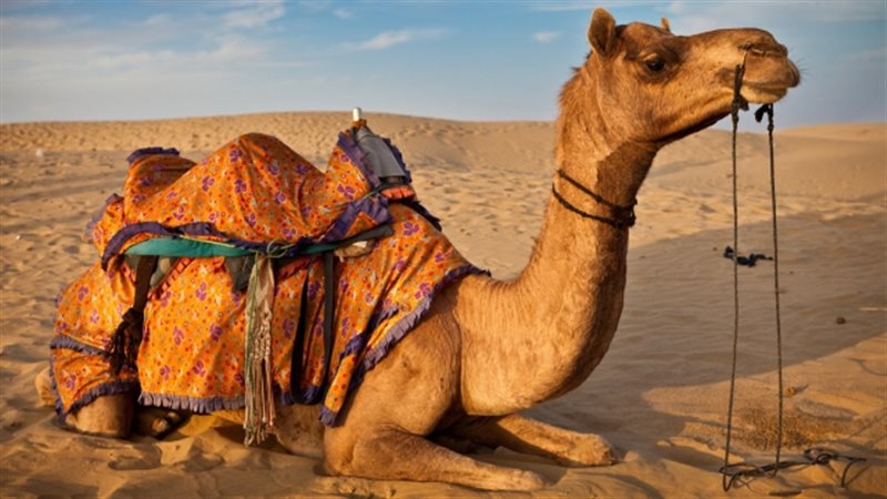 تفسير رؤية الجمل