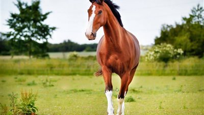 تفسير حلم الحصان البني في المنام «فأل حسن للعزباء والمتزوجة» 