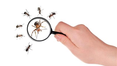 4 طرق مذهلة للتخلص من النمل الموجود في المنزل نهائيا