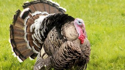 تفسير رؤية الديك الرومي في المنام للعزباء والمتزوجة